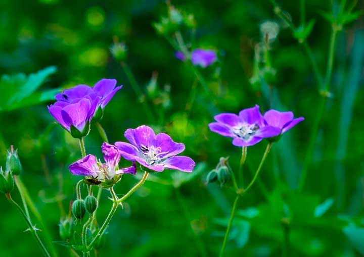 По повести Барышня-крестьянка