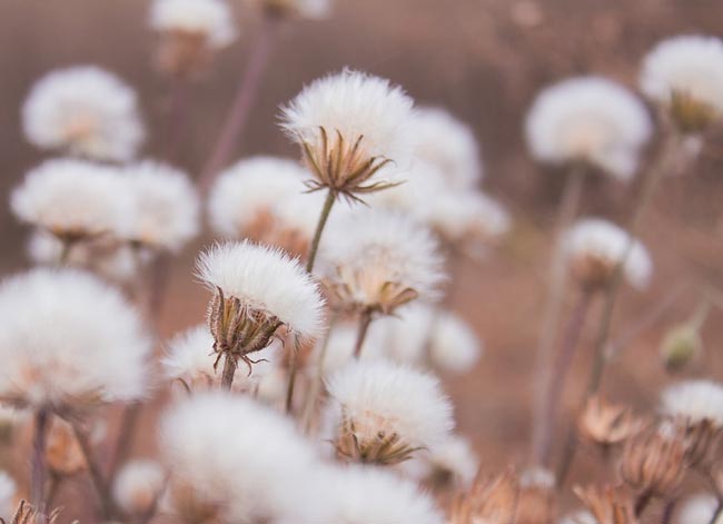 Сочинение Дед Гришака в романе Тихий Дон Шолохов образ и характеристика (Григорий Коршунов)