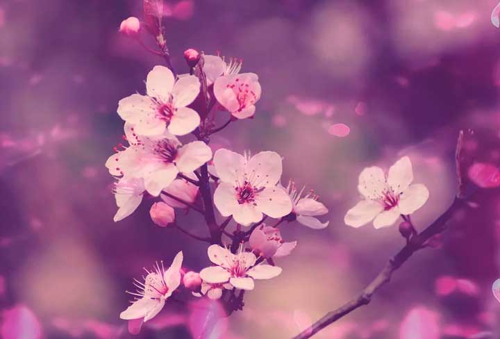 Судьба Григория Мелехова в романе «Тихий Дон»