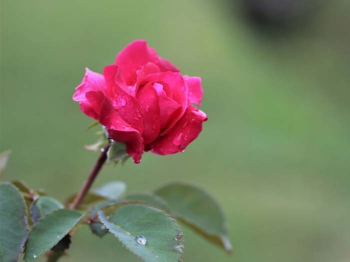 картинка Сочинение на тему А дождь идёт... А дождь идёт...