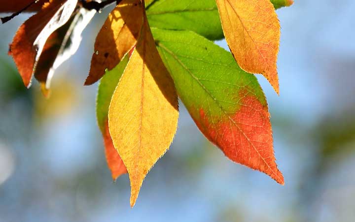 Описание природы осенью