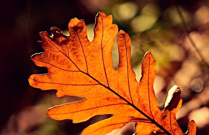 картинка Сочинение на тему Пришла осень Пришла осень