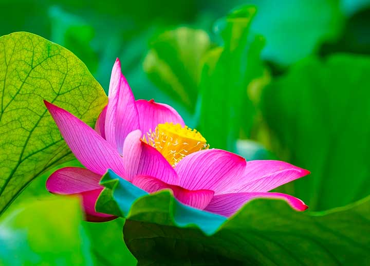 картинка Сочинение Звуки осени Звуки осени