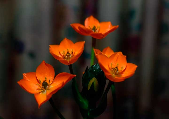 Бессмертный полк