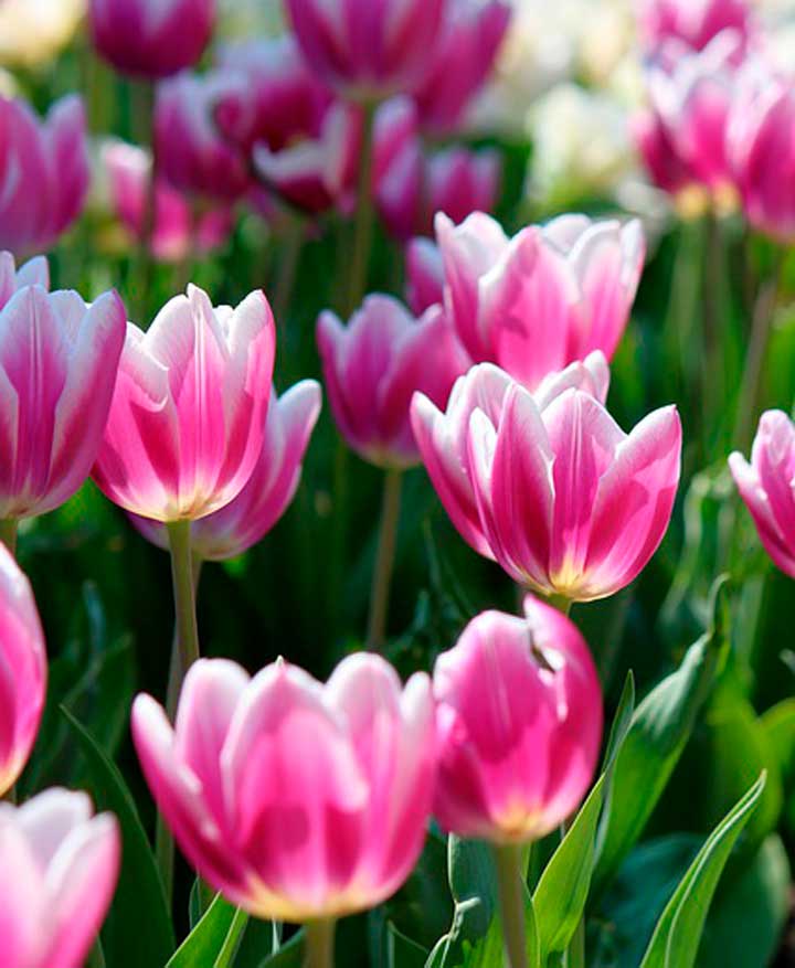 Как наша семья отмечает день победы