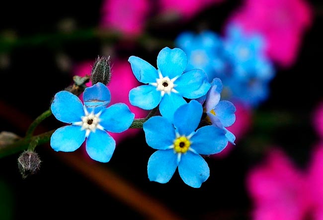 Радость жизни