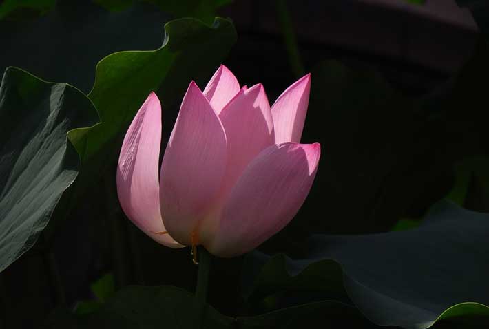 картинка Сочинение на тему Раскаяние (9 класс 15.3 ОГЭ) рассуждение Раскаяние