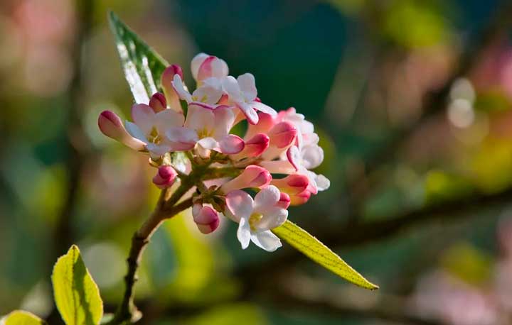 Что такое великодушие?