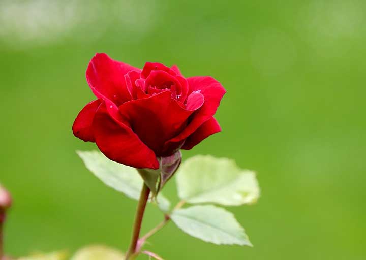 Проблемы поднятые в романе Война и мир