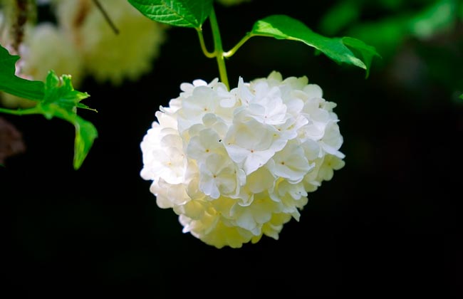 Характеристика и образ Кукшиной в романе Отцы и дети