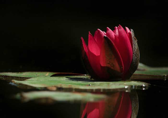 Лиза Калитина в романе Дворянское гнездо