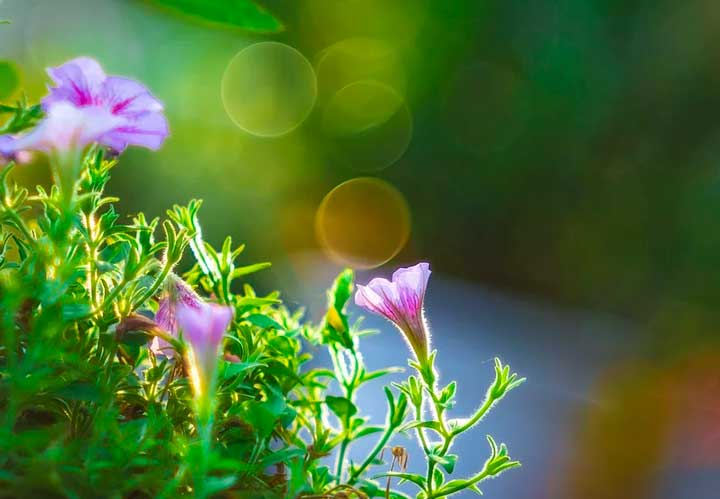 Описание природы в произведении Бежин луг